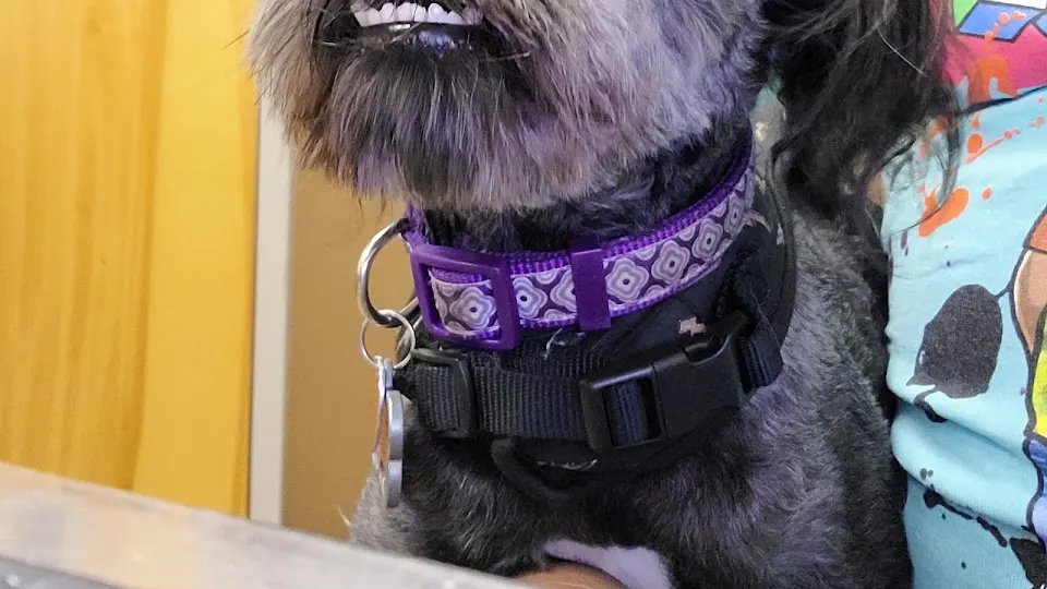 Azalea City Animal Hospital - Veterinarian in Valdosta, GA