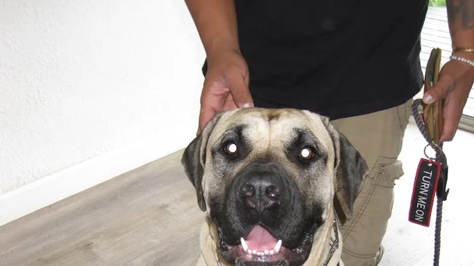 Big Island Pet Care Center Keaau - Animal hospital in Keaau, HI