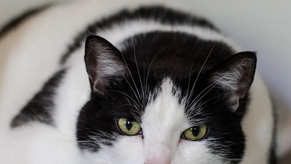 Cat Clinic of Lawrence - Veterinarian in Lawrence, KS