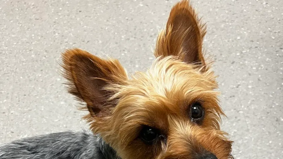 Doc's Veterinary Hospital - Animal hospital in Carson City, NV