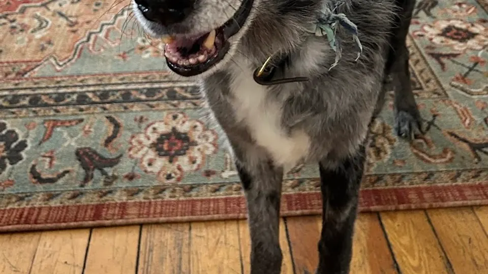 Home Sweet Home Vet Clinic - Veterinarian in Durango, CO
