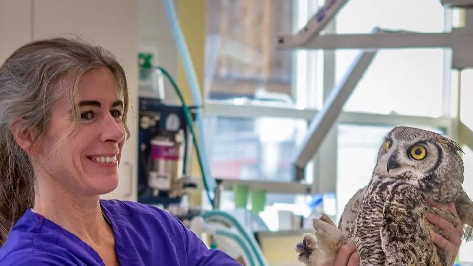 Jackson Animal Hospital - Animal hospital in Jackson, WY