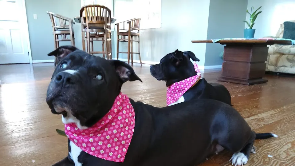 Kilauea Veterinary Services - Veterinarian in Keaau, HI