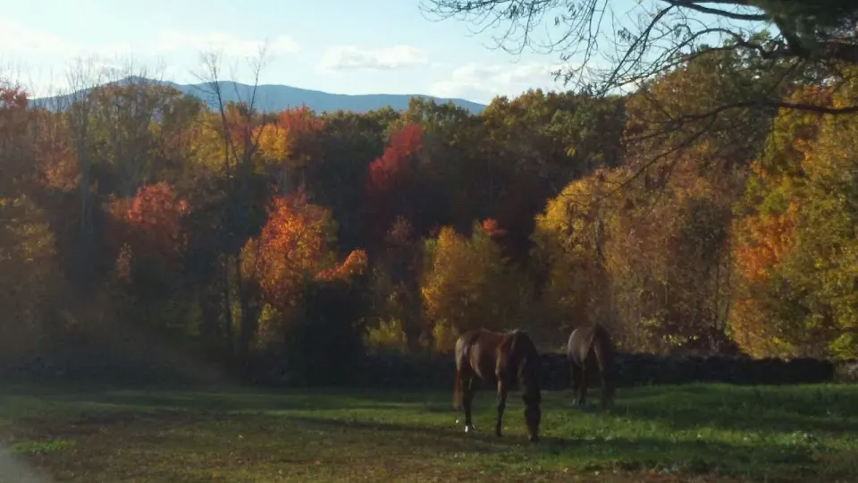 Monadnock Equine Veterinary Services - Veterinarian in Marlborough, New Hampshire