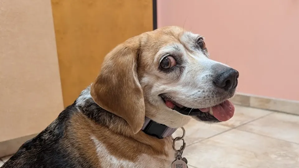 Rehoboth Beach Animal Hospital - Veterinarian in Rehoboth Beach, DE