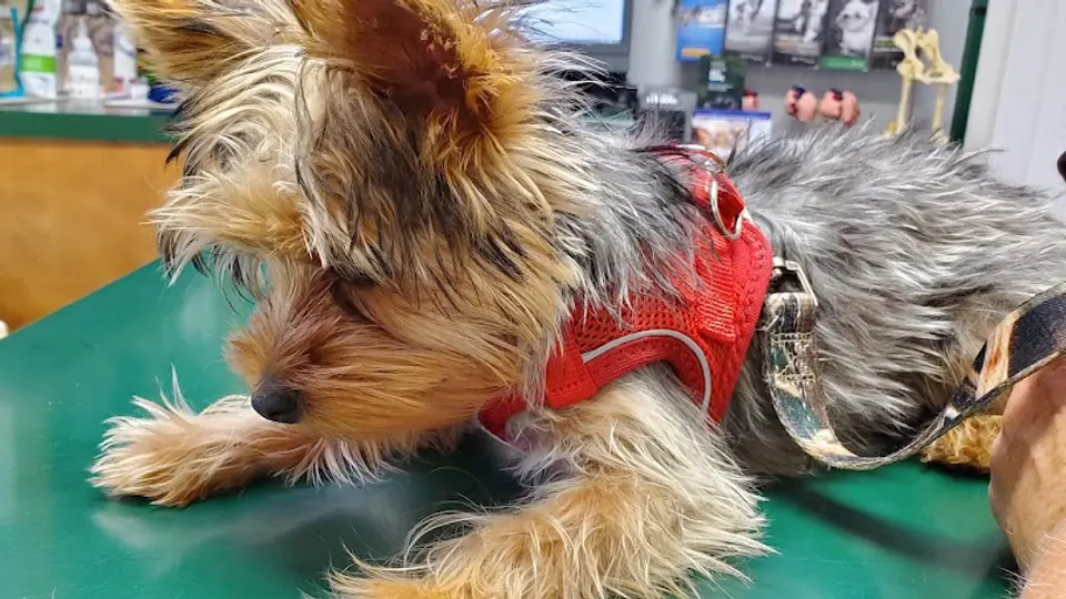 Seneca Trail Animal Hospital - Animal hospital in Lewisburg, WV