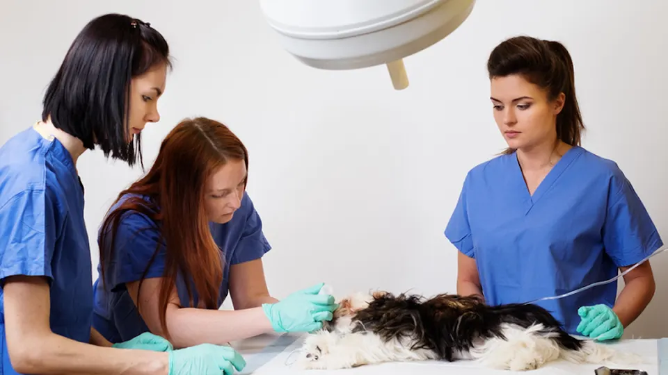 Vanderloo & White Animal Hospital - Veterinarian in Dubuque, IA